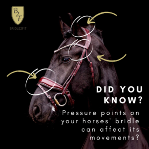 pressure points bridle